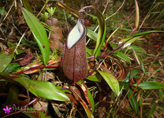 Nepenthes tentaculata