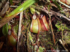 Nepenthes tentaculata