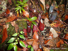 Nepenthes tentaculata