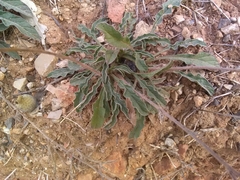 Convolvulus cantabrica