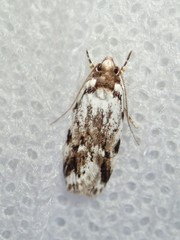 Barea synchyta