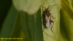 Stictopleurus minutus