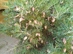 Astragalus baba-alliar nudicarpus