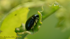 Gastrophysa atrocyanea