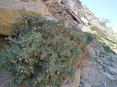 Astragalus baba-alliar nudicarpus