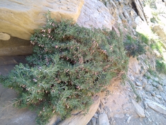Astragalus baba-alliar nudicarpus
