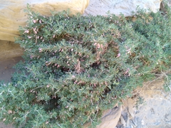 Astragalus baba-alliar nudicarpus