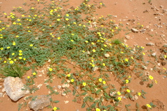 Tribulus pterophorus