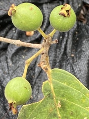 Psidium myrtoides