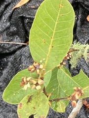 Psidium myrtoides