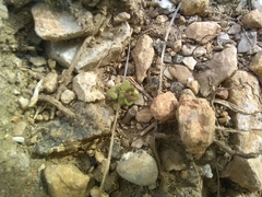 Veronica arvensis