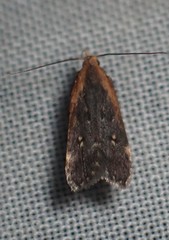 Dichomeris costarufoella