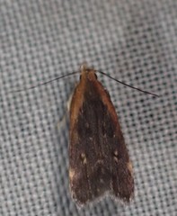 Dichomeris costarufoella