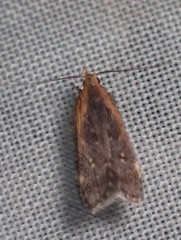 Dichomeris costarufoella