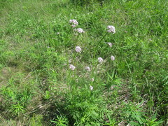 Valeriana alternifolia