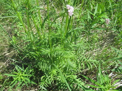 Valeriana alternifolia