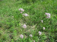 Valeriana alternifolia