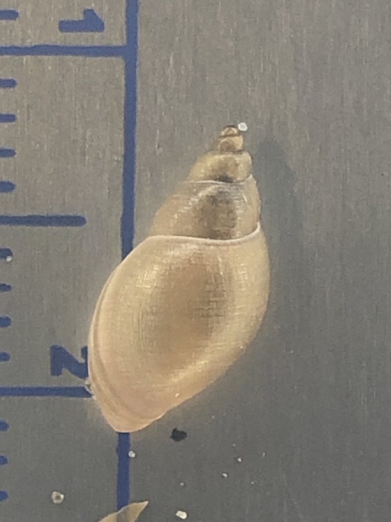 wrinkled marshsnail