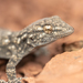 Moorish Gecko - Photo (c) Raphaël Grellety, some rights reserved (CC BY-NC), uploaded by Raphaël Grellety