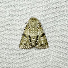 Acronicta psorallina
