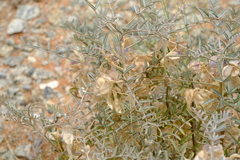 Lessertia brachypus