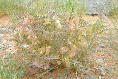 Lessertia brachypus