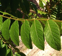 Spathodea campanulata