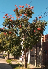 Spathodea campanulata