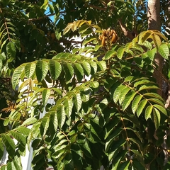 Spathodea campanulata