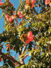 Spathodea campanulata