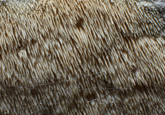 Dentipellis fragilis