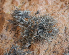 Tillandsia capillaris