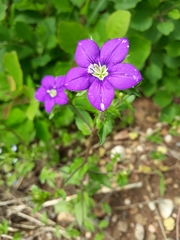 Legousia speculum-veneris