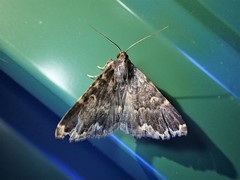 Mormoscopa sordescens