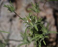 Cordylanthus rigidus setigerus