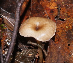 Trogia straminea