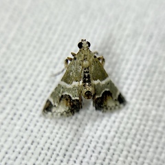 Arescoptera idiotypa