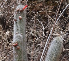 Cleistocactus hyalacanthus