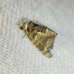 Chlumetia euthysticha