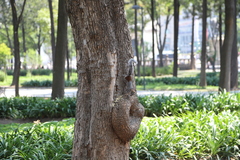 Sciurus aureogaster