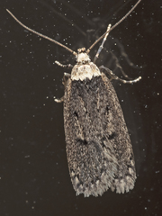 Leptocroca amydrosema