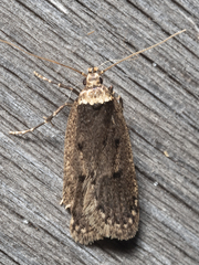 Leptocroca amydrosema