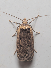 Leptocroca amydrosema