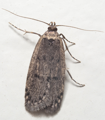 Leptocroca amydrosema