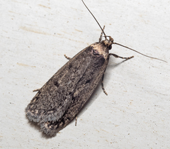 Leptocroca amydrosema