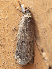 Leptocroca amydrosema
