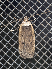 Leptocroca amydrosema