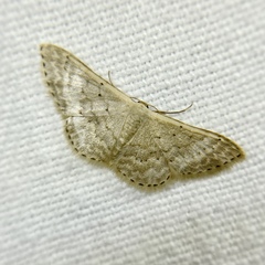 Idaea philocosma