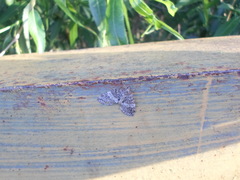 Hydriomena impluviata