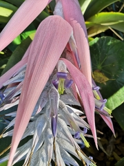 Aechmea mcvaughii